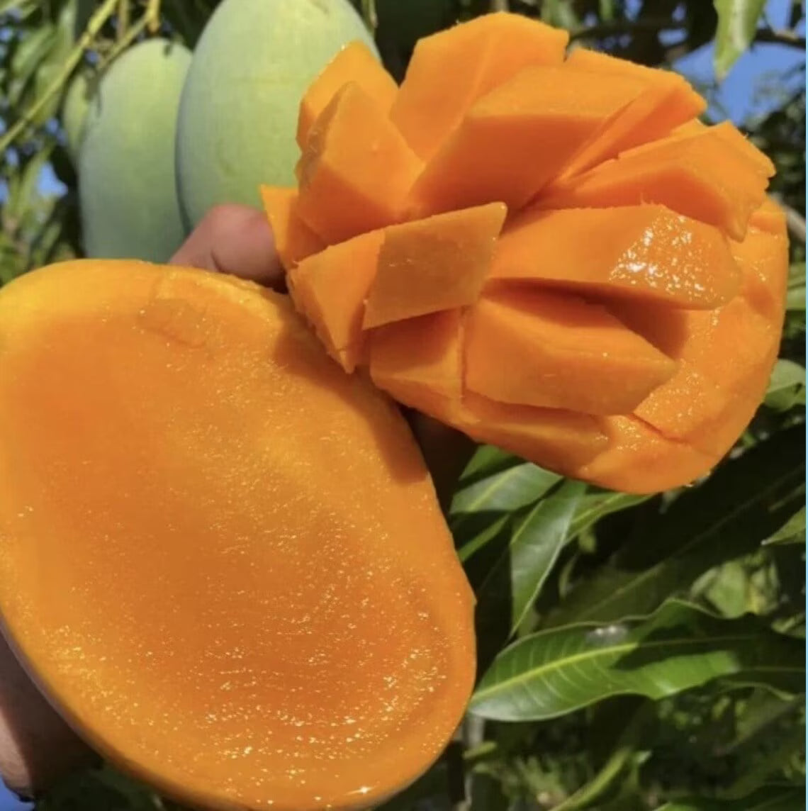Malika Dwarf Cold Hardy Grafted Mango Tree, 2-4 Feet Tall